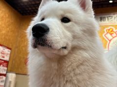 -和它·交个朋友·狗咖猫咖(爱琴海店)