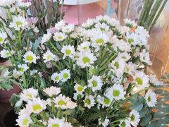 -北边的花店(泛悦城市广场店)