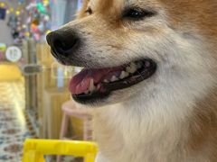 -逗柴咖啡屋·狗咖猫咖宠物桌游