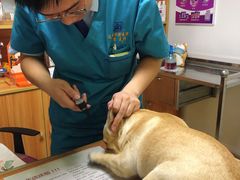 -pd派德宠物中心医院24H急重症·眼科中心·血液透析中心(嵩山北路店)