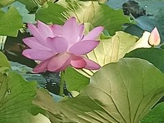 -大宁郁金香公园-停车场