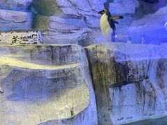-海合安青岛极地海洋公园