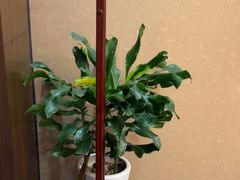 -全聚德(扬州虹桥坊店)