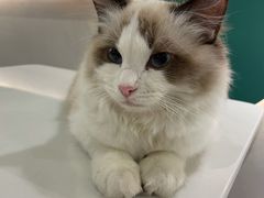 -飞行喵MR PILOT|猫舍·猫咖(静安大融城店)