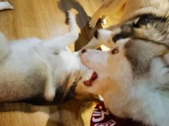 -Husky Go! 哈士奇体验馆·宠物咖啡厅狗咖