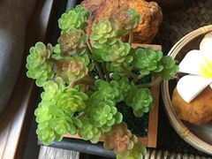 -泰·菩提树下[泰式按摩x精油SPAx肩颈头疗](新景店)