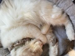 -平行世界·猫咖(首经贸店)