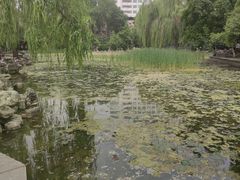 -莲湖公园