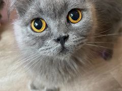 -喵的天空名猫咖啡馆·撸猫·猫舍·用品