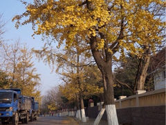 upload_pic-八大关景区