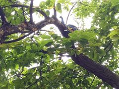 孔雀-西安秦岭野生动物园