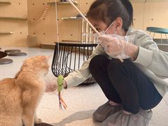 -飞行喵MR PILOT|猫舍·猫咖(静安大融城店)