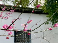 -上海醉白池公园