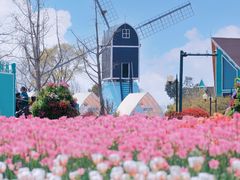 -荷兰花海