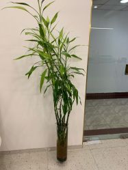-苗方清颜·祛痘皮肤管理