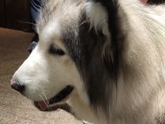 -more than meow吴止猫主题餐厅(承德 中船汇店)