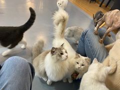 -松果猫咖(桐乡吾悦金街店)