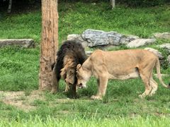 -北京野生动物园