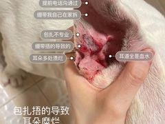 -美联众合爱康动物医院•复杂内科•肿瘤科•牙科•腔镜诊疗中心