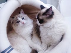 -喵的天空名猫咖啡馆·撸猫·猫舍·用品