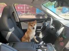 -宠爱国际动物医院· 猫科· 外科·中兽医(长白店)