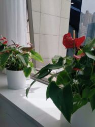 点击看大图 -悟空祛痘·诺奖技术专业店