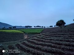 -帐篷客·溪龙茶谷度假酒店