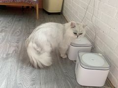 -喵屿·大理花园猫咖