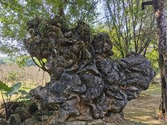 -云南勐巴娜西珍奇园