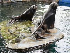 -海合安武汉极地海洋公园