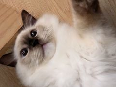 -米宠家·撸猫猫咖小萌宠·猫咪洗澡·猫咪寄养(高新大都荟店)