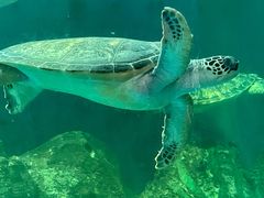 -广东惠东海龟国家级自然保护区