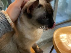 -李小姐の猫咖啡馆(五角场店)