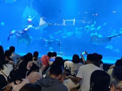 -烟台海昌鲸鲨海洋公园