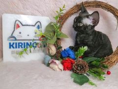 -十年猫舍·猫咪专门店(普陀店)