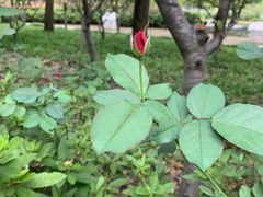 -昆山城市生态森林公园