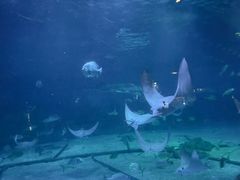 -烟台海昌鲸鲨海洋公园
