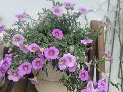 -海上海弘基休闲广场