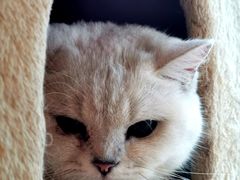 -猫小院猫主题餐厅(南锣旗舰店)
