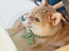 -逗柴咖啡屋·狗咖猫咖宠物桌游