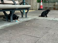 -九龙公园