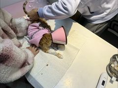 -御宝贝·A梦猫科宠物医院(国际猫友好医院)