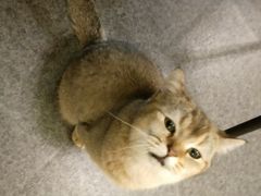 -猫色咖啡·猫咖