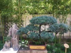 -上海醉白池公园