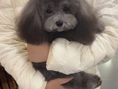 -贵族宠物·宠物美容(三阳路店)
