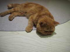 -猫和宫(六道口店)
