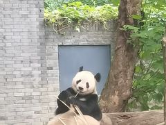 -都江堰中华大熊猫苑