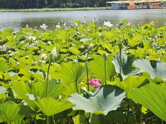 -莲花池公园