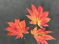 -丹东市五龙山风景区