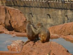 -昆明动物园